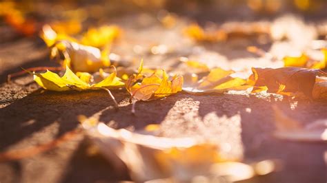 Hintergrundbilder Blätter Makro fallen Sonnenlicht 1920x1080