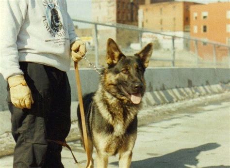 American tundra shepherd dog history: In 1968, Frank Catania, who had ...