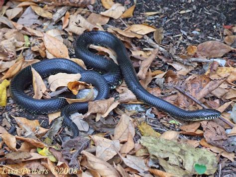 Black Kingsnake Project Noah