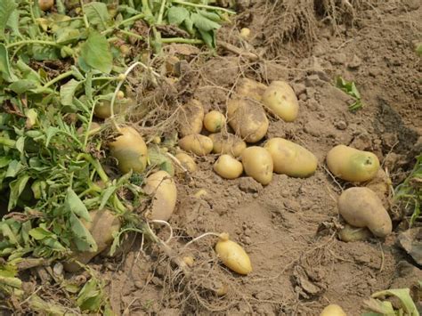 how do i know when to dig up my potatoes