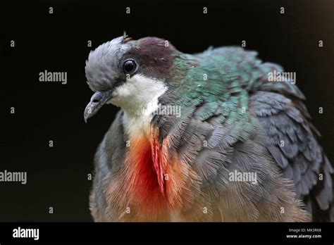 close    luzon bleeding heart dove gallicolumba luzonica stock