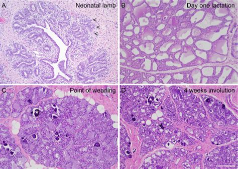 The Ovine Mammary Postnatal Developmental Cycle Histological Sections