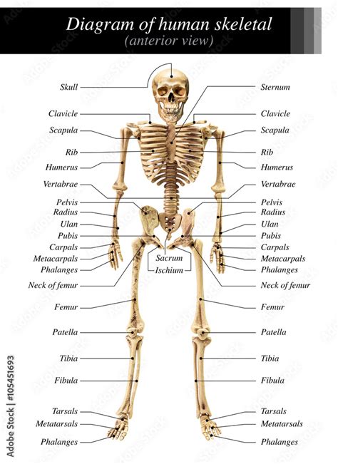 Human skeleton diagram Stock Photo | Adobe Stock