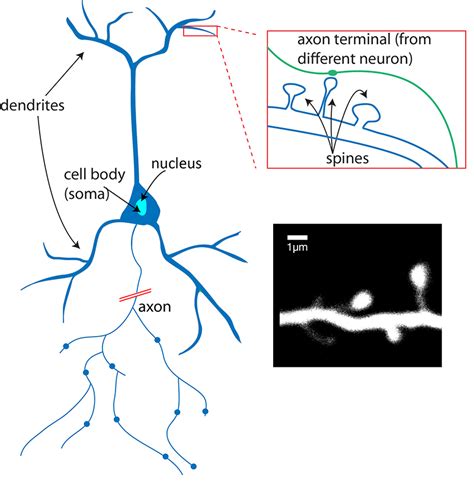 What Is A Neuron Queensland Brain Institute University Of Queensland