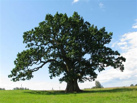 Выращивание из желудей дубов: как посадить желудь в домашних условиях