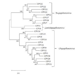 Midpoint Maximum Likelihood Phylogenetic Tree Based On L Nucleotide