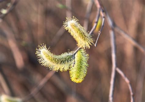 Premium Photo The Flowering Buds Of The Pussy Willow In The Spring Closeup Blurred Background