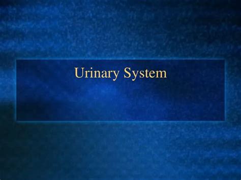 Ppt Urinary System Powerpoint Presentation Free Download Id 9665603