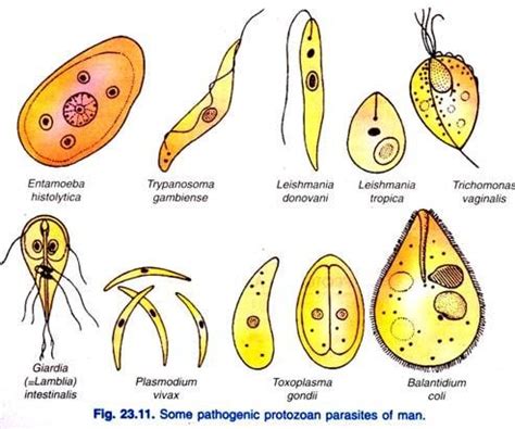 Detail Gambar Jenis Jenis Protozoa Koleksi Nomer