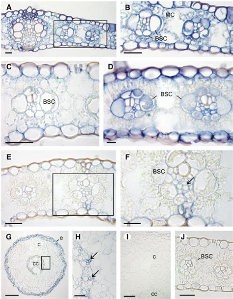 In Situ Localization Of Cytosolic Gs Transcripts In Leaf And Root