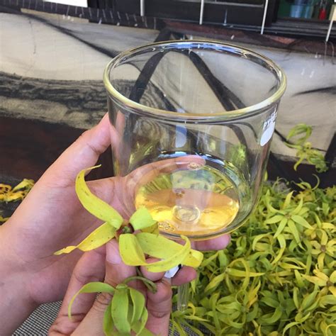 YLANG YLANG PROCESSING Anao The Kapampangan Traveller