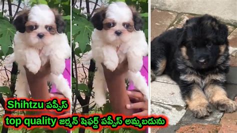 Top Quality Shihtzu German Shepherd Puppies For Sale In Telugu