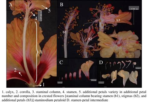 Parts Of Hibiscus Flower And Their Functions Pdf Best Flower Site