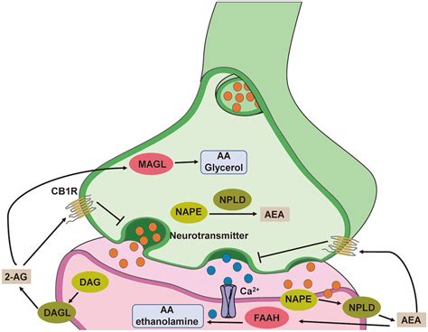 NeuronsToNirvana R Microdosing Mod On Twitter