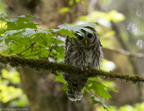 Baby Barred Owl Playing Peek A Boo Terry Tsuchiyama Flickr