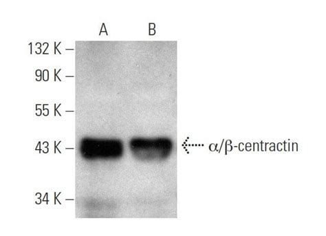 αβ Centractin Antibody A 7 Scbt Santa Cruz Biotechnology