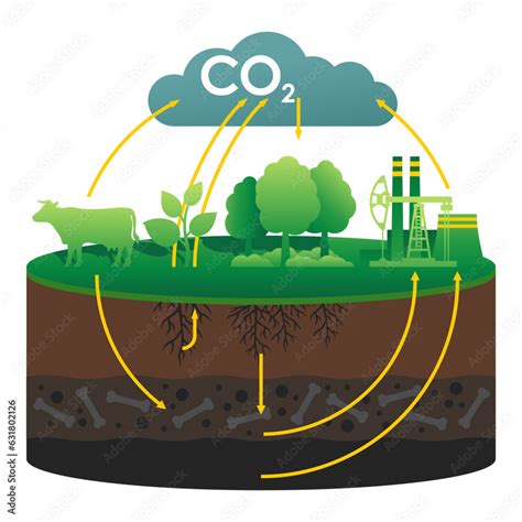 CO2 cycle - visual aid for scientific articles Stock Vector | Adobe Stock