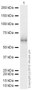 Anti Hgf Antibody Ab Abcam