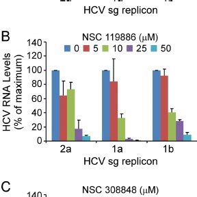 Screening Of Hcv Rna Replication Inhibitors Huh Cells Harboring