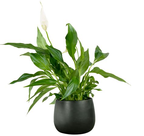 Peace Lily Greenit Qatar