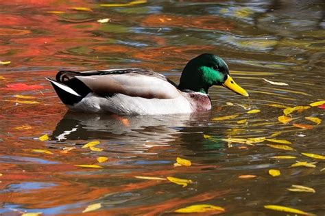 Ente Stockente Herbst Kostenloses Bild Auf Pixabay Pixabay