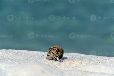 Hermit Crab On White Sand Tropical Paradise Beach Stock Photo