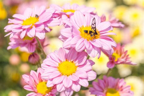 Purple chrysanthemums stock image. Image of chrysanthemum - 67129633