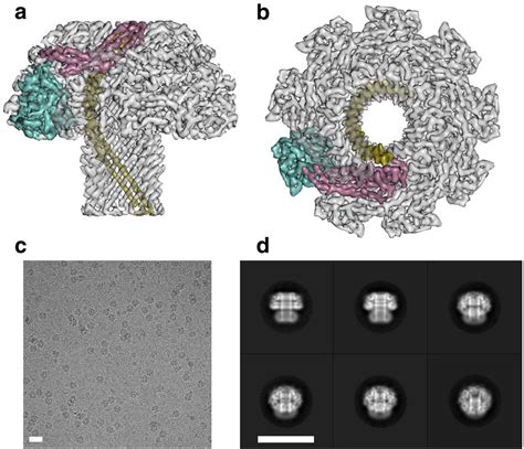 Cryo Em Structure Of Lysenin Pore Elucidates Membrane Insertion By An