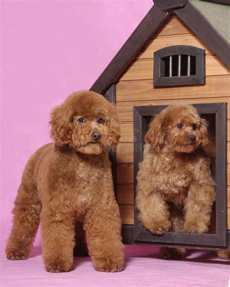 Toy Poodle teddy bear stock image. Image of contemplate - 5821733