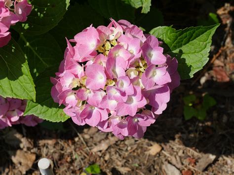 Hydrangea Macrophylla Lets Dance Blue Jangles 7 2021 Big Flickr