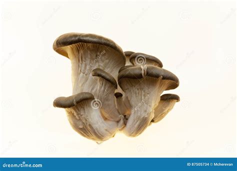 Mycelium Of Mushrooms On Agar In A Petri Dish Mushroom Cultivation