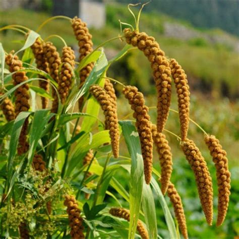 Foxtail Millet Ornamental Grass Setaria Italica Macrocheata Seeds