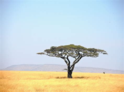 Serengeti National Park Wallpapers - Wallpaper Cave