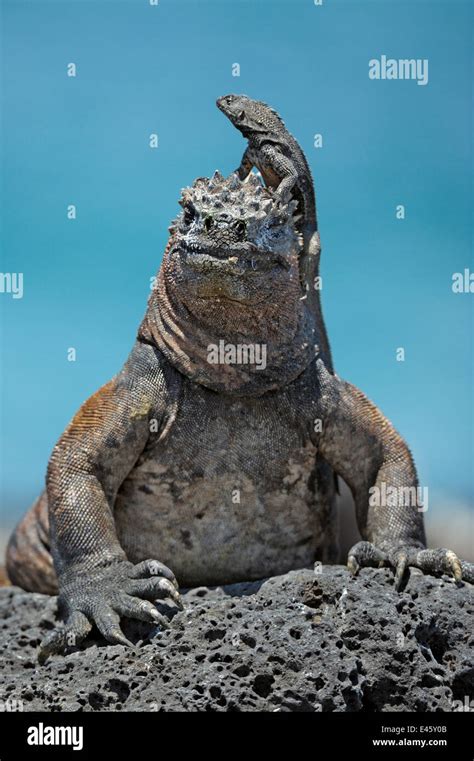 Marine Iguana Amblyrhynchus Cristatus With Friendly Lava Lizard