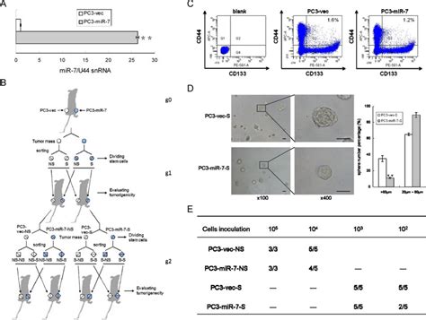 Mir 7 Impairs The Stemness Of Pcscs A Construction Of Pc3 Mir 7 Download Scientific Diagram