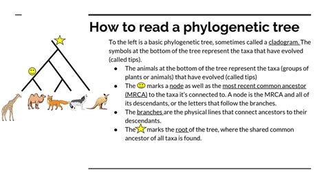 Phylogenetic Tree Activity Ppt Download