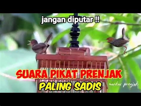 Suara Pikat Prenjak Kepala Merah Paling Sadis Youtube