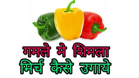 How To Grow Capsicum In Pot गमले मे शिमला मिर्च Shimla Mirch Ki Kheti Gkwc Youtube