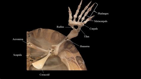 Turtle skeleton | Atlas of Comparative Vertebrate Anatomy