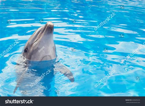 Smiling Dolphin Stock Photo 263605223 : Shutterstock