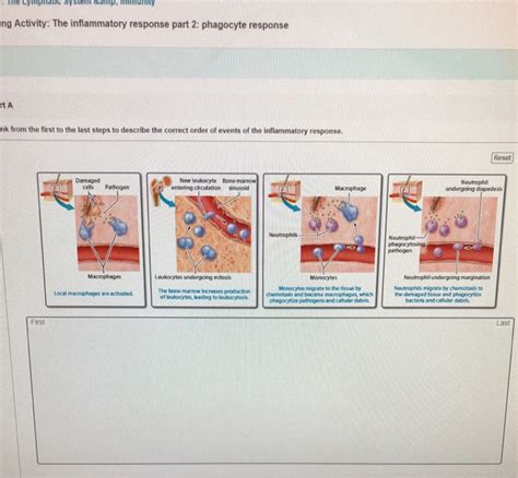 Art Ranking Activity The Inflammatory Response Part Chegg