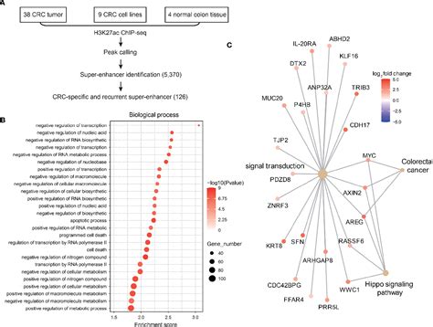 Figure 1 From Super Enhancer Induced Il 20ra Promotes Proliferation