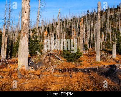 Tote B Ume Toter Wald Waldsterben Stockfotografie Alamy