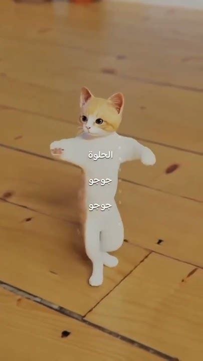 Cute Cat Funny Dance 🩰🩰😍😍😍👌👌👍👍👍 Comedy Youtube