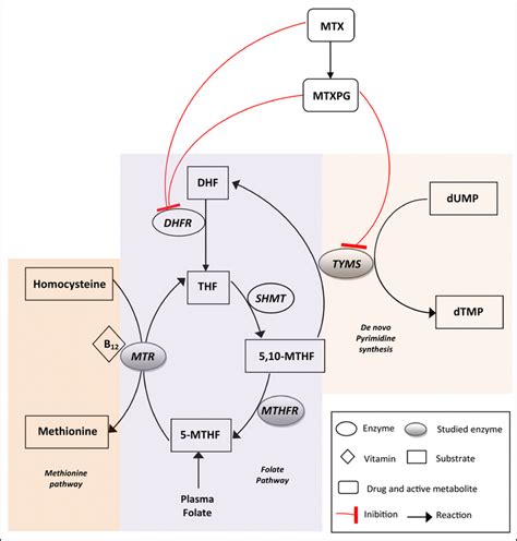 Simplified Scheme Illustrating Folate Metabolism And Its Relationship Download Scientific