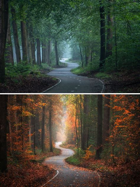 Forest Photos Captured In Different Seasons Shows The Beauty Of Change