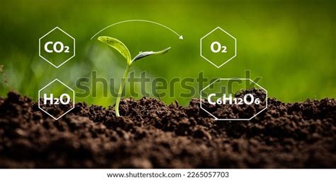 Representation Chemical Reactions Photosynthesis Process Formulas Stock ...