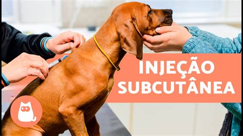 Como Aplicar Inje O Subcut Nea Em Cachorro Explica O Passo A