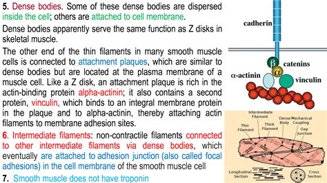 Solution Physiology Of Smooth Muscle Studypool