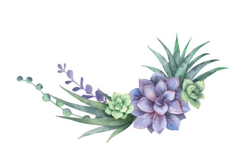 Watercolor Succulent Clipart Clipart World